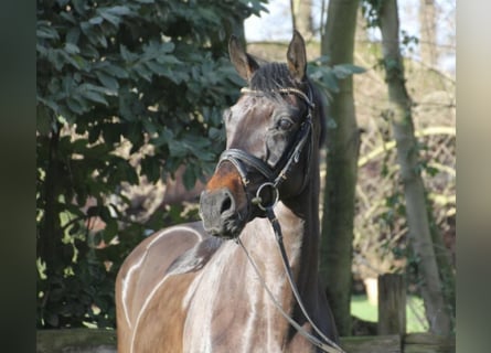Oldenbourg, Hongre, 5 Ans, 166 cm, Bai brun