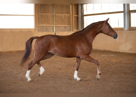 Oldenbourg, Hongre, 5 Ans, 167 cm, Alezan brûlé