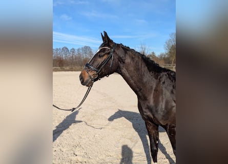 Oldenbourg, Hongre, 5 Ans, 167 cm, Bai brun