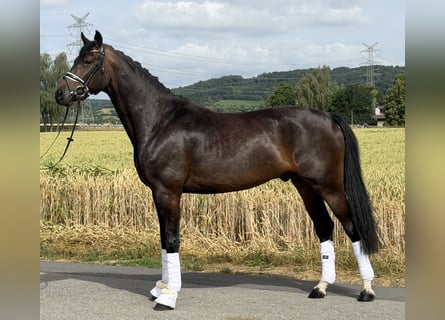 Oldenbourg, Hongre, 5 Ans, 167 cm, Bai brun