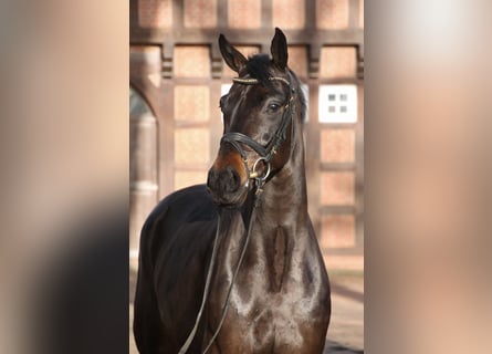 Oldenbourg, Hongre, 5 Ans, 167 cm, Bai brun