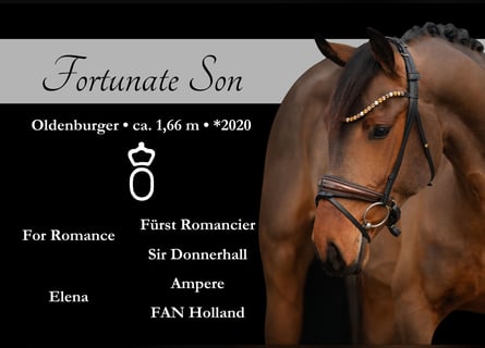 Oldenbourg, Hongre, 5 Ans, 167 cm, Bai