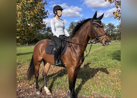 Oldenbourg, Hongre, 5 Ans, 167 cm, Bai