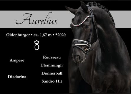Oldenbourg, Hongre, 5 Ans, 167 cm, Noir