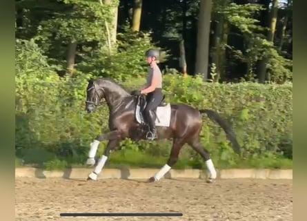 Oldenbourg, Hongre, 5 Ans, 167 cm, Noir