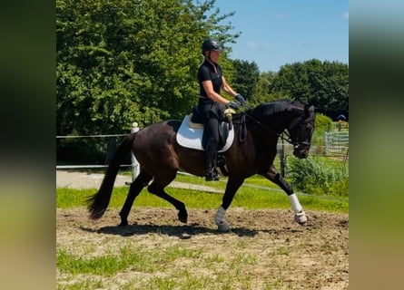 Oldenbourg, Hongre, 5 Ans, 168 cm, Bai brun foncé