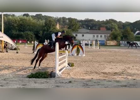 Oldenbourg, Hongre, 5 Ans, 168 cm, Bai