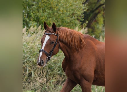 Oldenbourg, Hongre, 5 Ans, 169 cm, Alezan brûlé