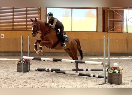 Oldenbourg, Hongre, 5 Ans, 169 cm, Alezan brûlé