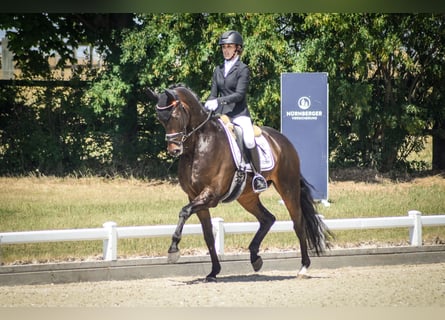 Oldenbourg, Hongre, 5 Ans, 169 cm, Bai brun
