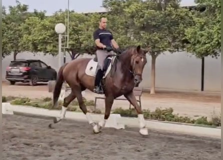 Oldenbourg, Hongre, 5 Ans, 169 cm, Bai clair