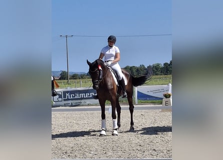 Oldenbourg, Hongre, 5 Ans, 169 cm, Noir