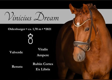 Oldenbourg, Hongre, 5 Ans, 170 cm, Alezan