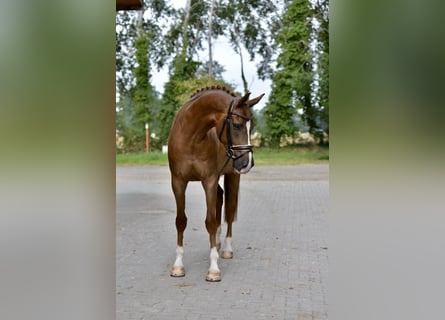 Oldenbourg, Hongre, 5 Ans, 170 cm, Alezan