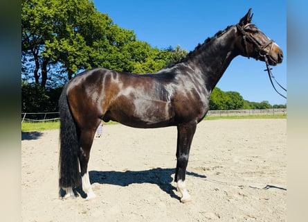 Oldenbourg, Hongre, 5 Ans, 170 cm, Bai brun