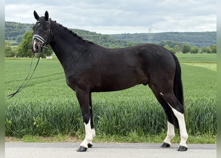 Oldenbourg, Hongre, 5 Ans, 170 cm, Bai brun