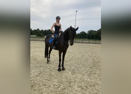 Oldenbourg, Hongre, 5 Ans, 170 cm, Bai brun