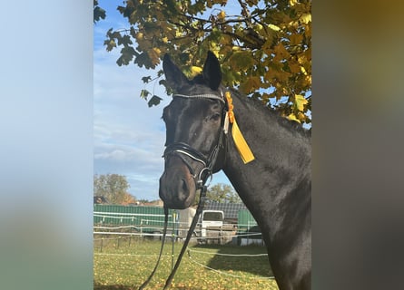 Oldenbourg, Hongre, 5 Ans, 170 cm, Bai brun foncé