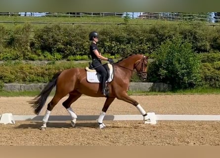 Oldenbourg, Hongre, 5 Ans, 170 cm, Bai