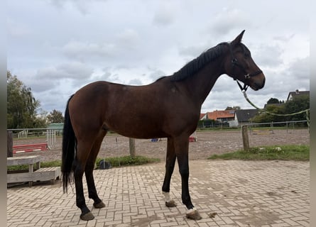 Oldenbourg, Hongre, 5 Ans, 170 cm, Bai