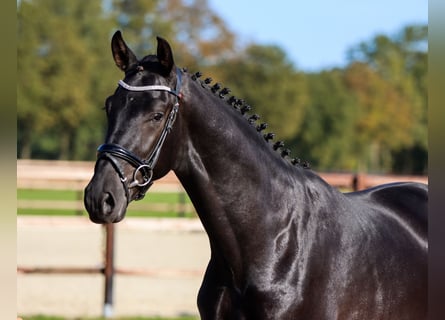 Oldenbourg, Hongre, 5 Ans, 170 cm, Noir