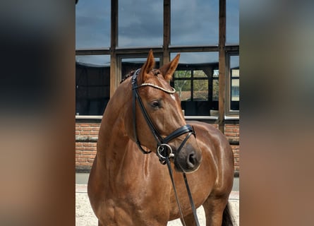 Oldenbourg, Hongre, 5 Ans, 171 cm, Alezan brûlé