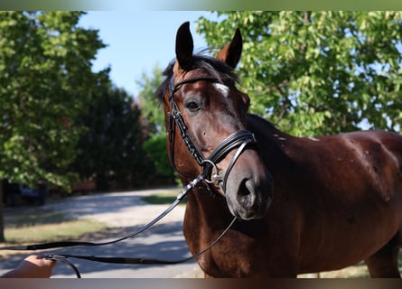 Oldenbourg, Hongre, 5 Ans, 172 cm, Bai brun