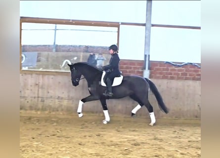 Oldenbourg, Hongre, 5 Ans, 172 cm, Bai brun foncé