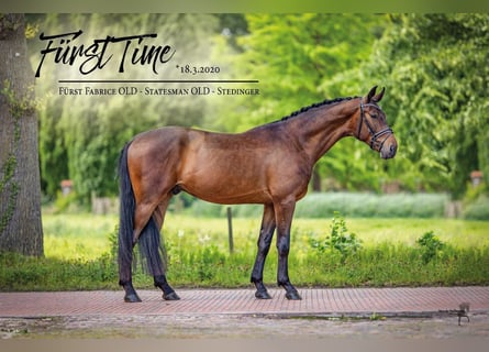 Oldenbourg, Hongre, 5 Ans, 172 cm, Bai
