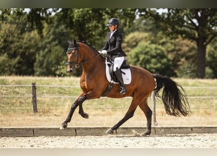 Oldenbourg, Hongre, 5 Ans, 172 cm, Bai