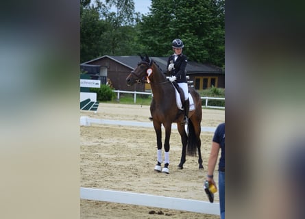 Oldenbourg, Hongre, 5 Ans, 175 cm, Bai brun