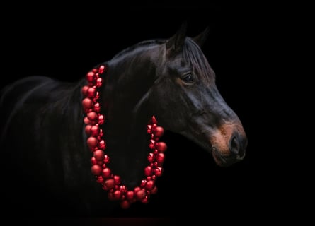 Oldenbourg, Hongre, 5 Ans, 176 cm, Bai brun