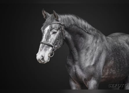 Oldenbourg, Hongre, 5 Ans, 176 cm, Gris