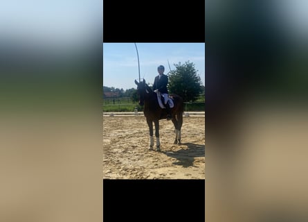 Oldenbourg, Hongre, 5 Ans, 177 cm, Bai brun