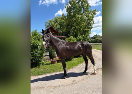 Oldenbourg, Hongre, 5 Ans, 178 cm, Noir