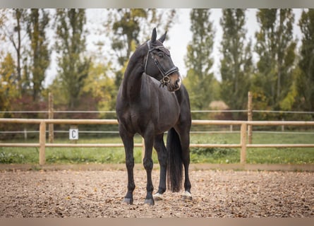 Oldenbourg, Hongre, 5 Ans, 180 cm, Bai brun foncé