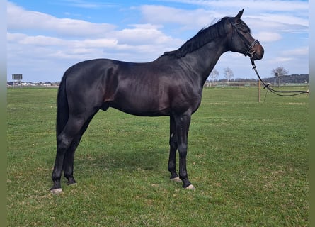 Oldenbourg, Hongre, 5 Ans, 181 cm, Bai brun foncé