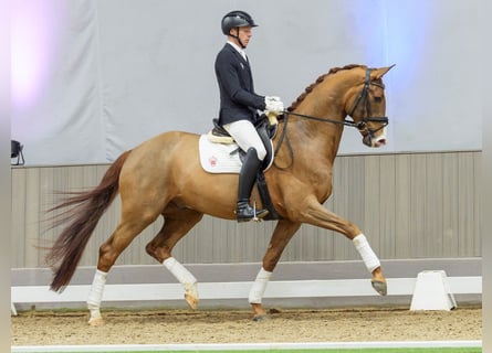 Oldenbourg, Hongre, 5 Ans, Alezan brûlé