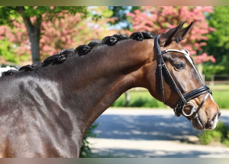Oldenbourg, Hongre, 5 Ans, Bai brun foncé