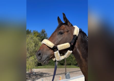 Oldenbourg, Hongre, 5 Ans, Bai