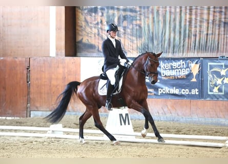 Oldenbourg, Hongre, 6 Ans, 161 cm, Bai