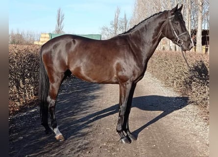 Oldenbourg, Hongre, 6 Ans, 163 cm, Bai brun