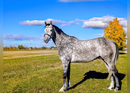 Oldenbourg, Hongre, 6 Ans, 163 cm, Gris