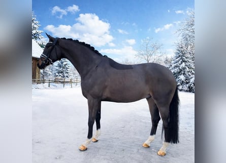 Oldenbourg, Hongre, 6 Ans, 164 cm, Bai brun foncé