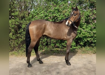 Oldenbourg, Hongre, 6 Ans, 165 cm, Bai