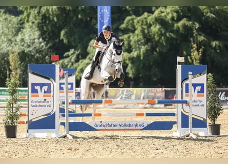 Oldenbourg, Hongre, 6 Ans, 165 cm, Gris