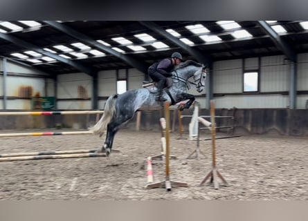 Oldenbourg, Hongre, 6 Ans, 166 cm, Gris