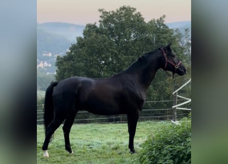 Oldenbourg, Hongre, 6 Ans, 167 cm, Noir