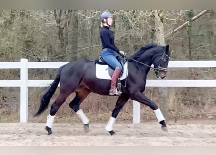 Oldenbourg, Hongre, 6 Ans, 168 cm, Bai brun foncé