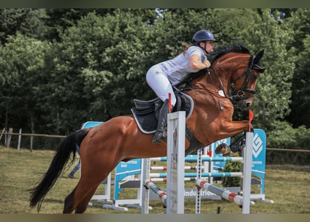 Oldenbourg, Hongre, 6 Ans, 168 cm, Bai